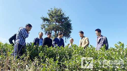 平阳:科技帮扶助力茶产业发展