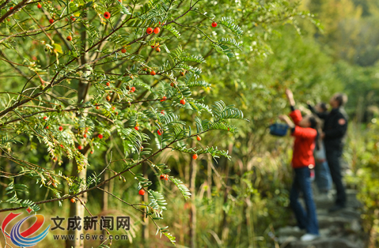 文成:双桂红豆杉 红果挂满山