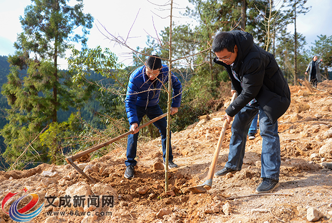 文成干部职工义务植树 守护绿水青山