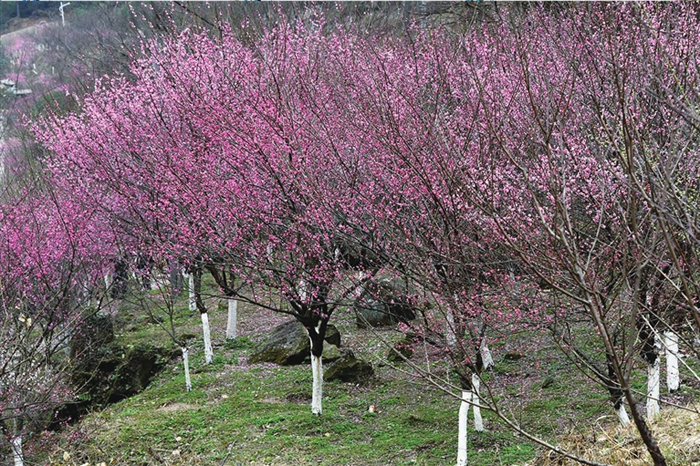 苍南:梅花怒放报春来