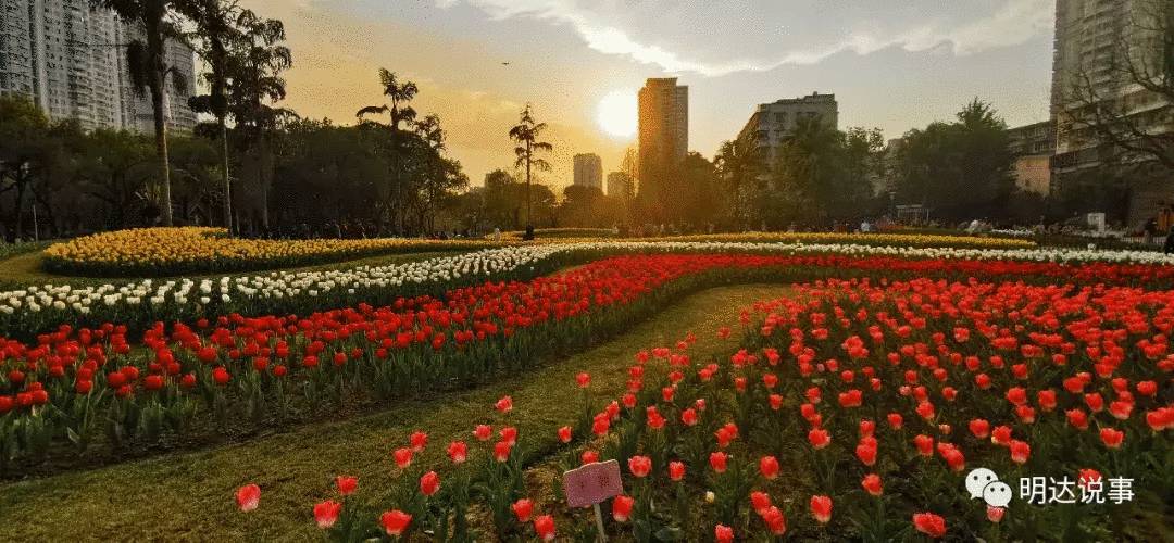 奖金可达2000元!马鞍池公园郁金香花展摄影大赛喊你报名啦!