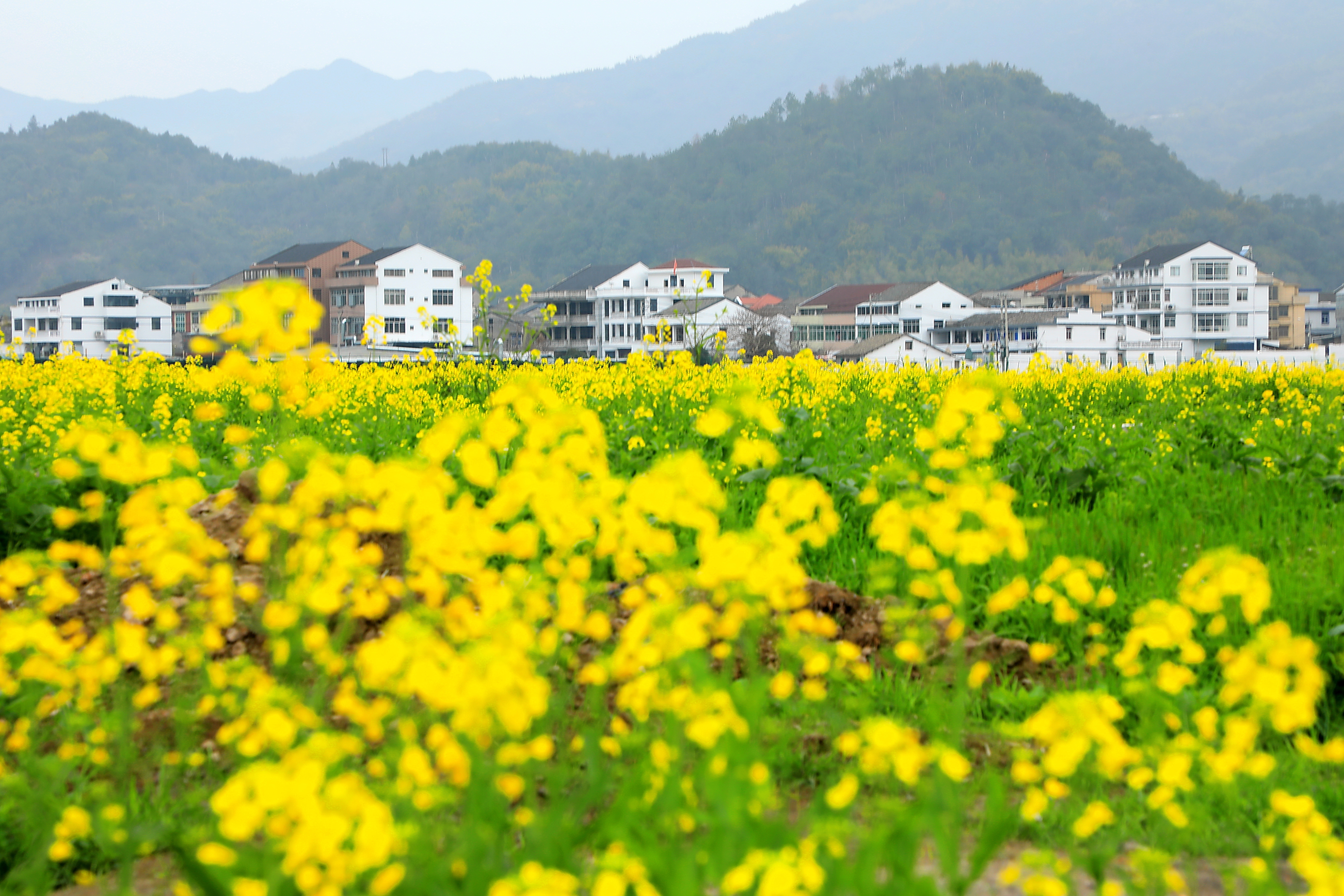 春风起!鹿城西部绘出油菜花图