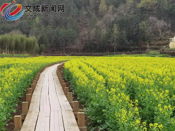 叮!这里的油菜花海已上线,快点来打卡~