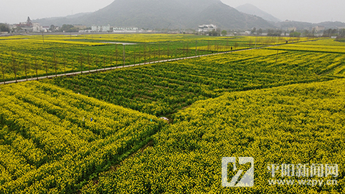 平阳这个村1000多亩油菜花开得正欢!