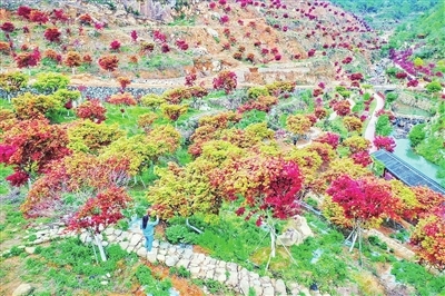 乐清:大荆镇桐阳村枫叶园美景初显