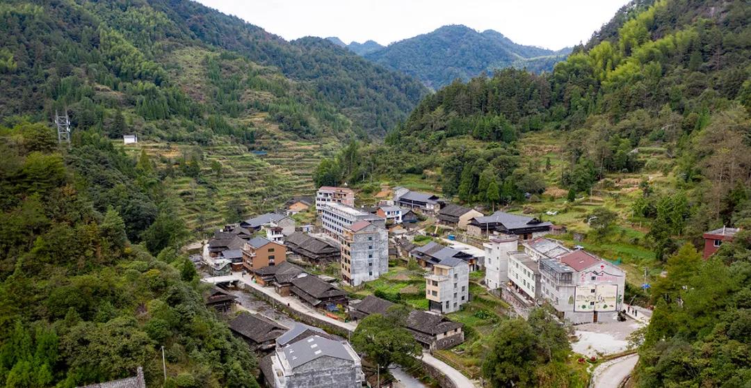 永嘉这个隐秘山村藏着13棵600年以上的古树,大部分人都没去过!