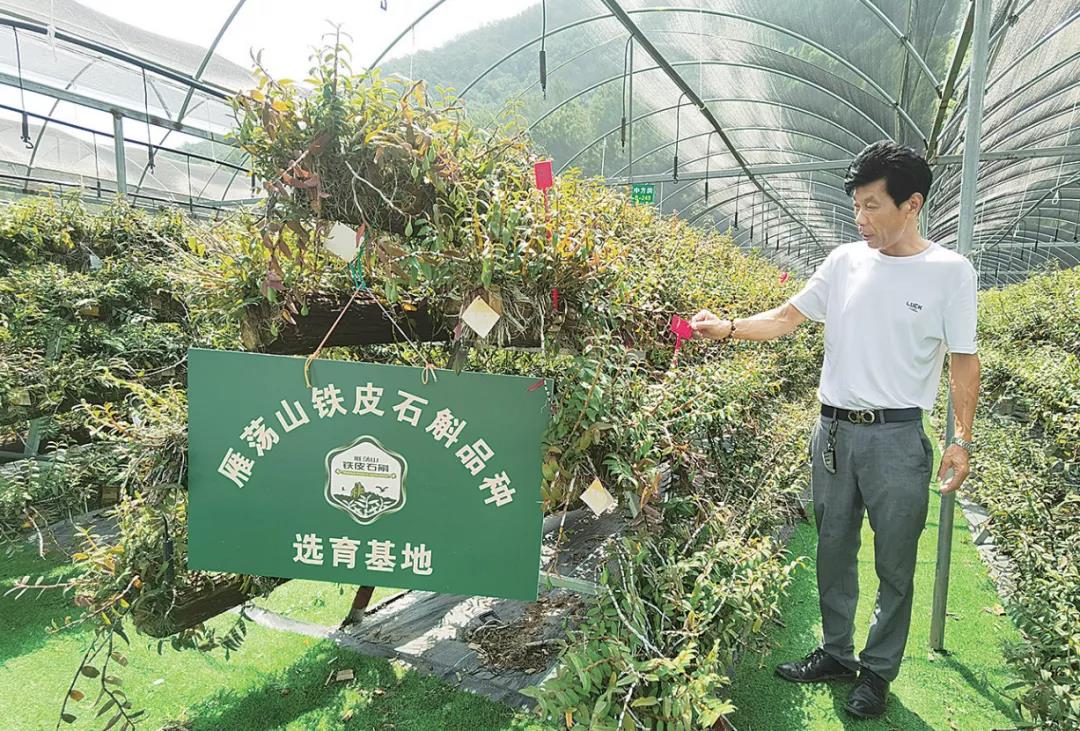 种智慧田,走致富路!乐清农业搭载“双强”内核走现代化路径