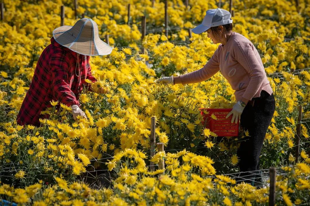 村民钱包鼓了!百亩金丝皇菊绽放“美丽经济”