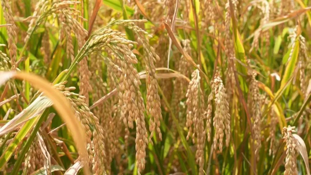 瑞安海水稻基地早稻开镰 亩产400公斤