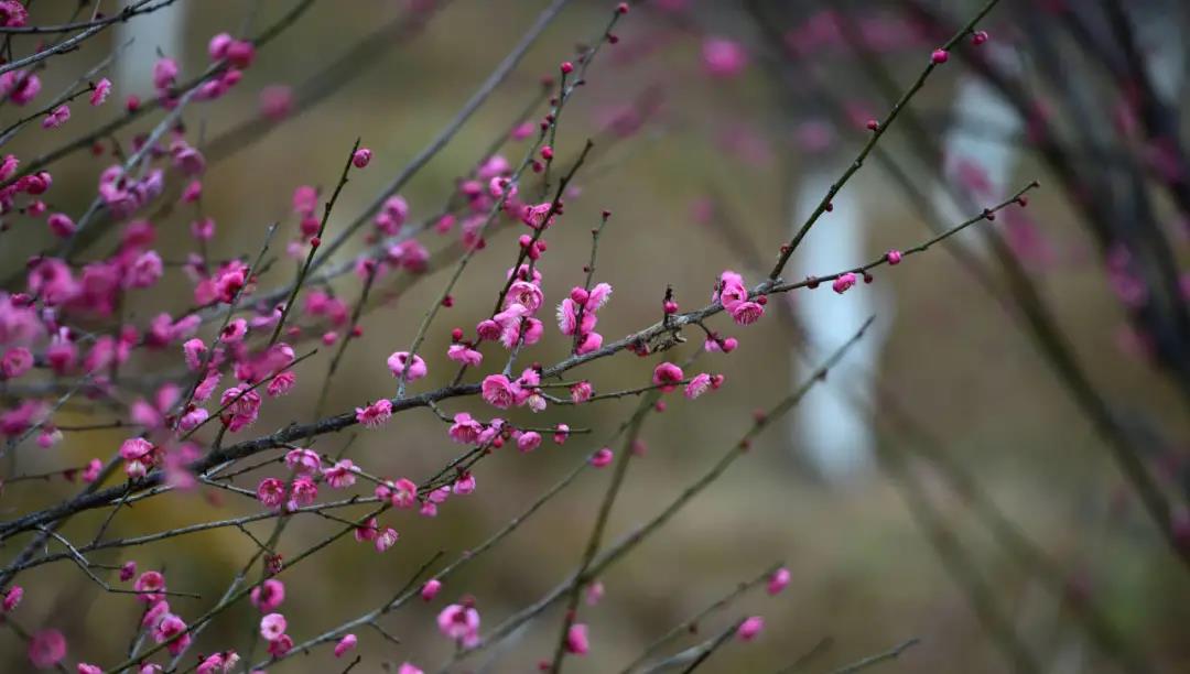 “梅”好时光，瑞安赏梅花好去处！来逛上一圈就能霸屏你的朋友圈