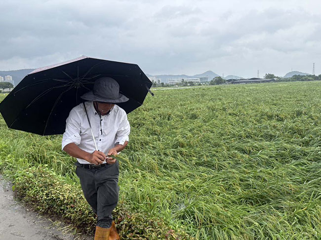 瓯海:台风致3800亩早稻倒伏 政策性农业保险解农忧