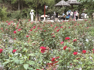 大溪源玫瑰谷 百花争艳迎客来