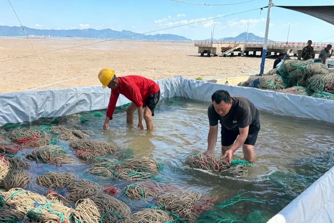 海上“秋耕忙”!洞头人的这口“鲜”,下苗了!